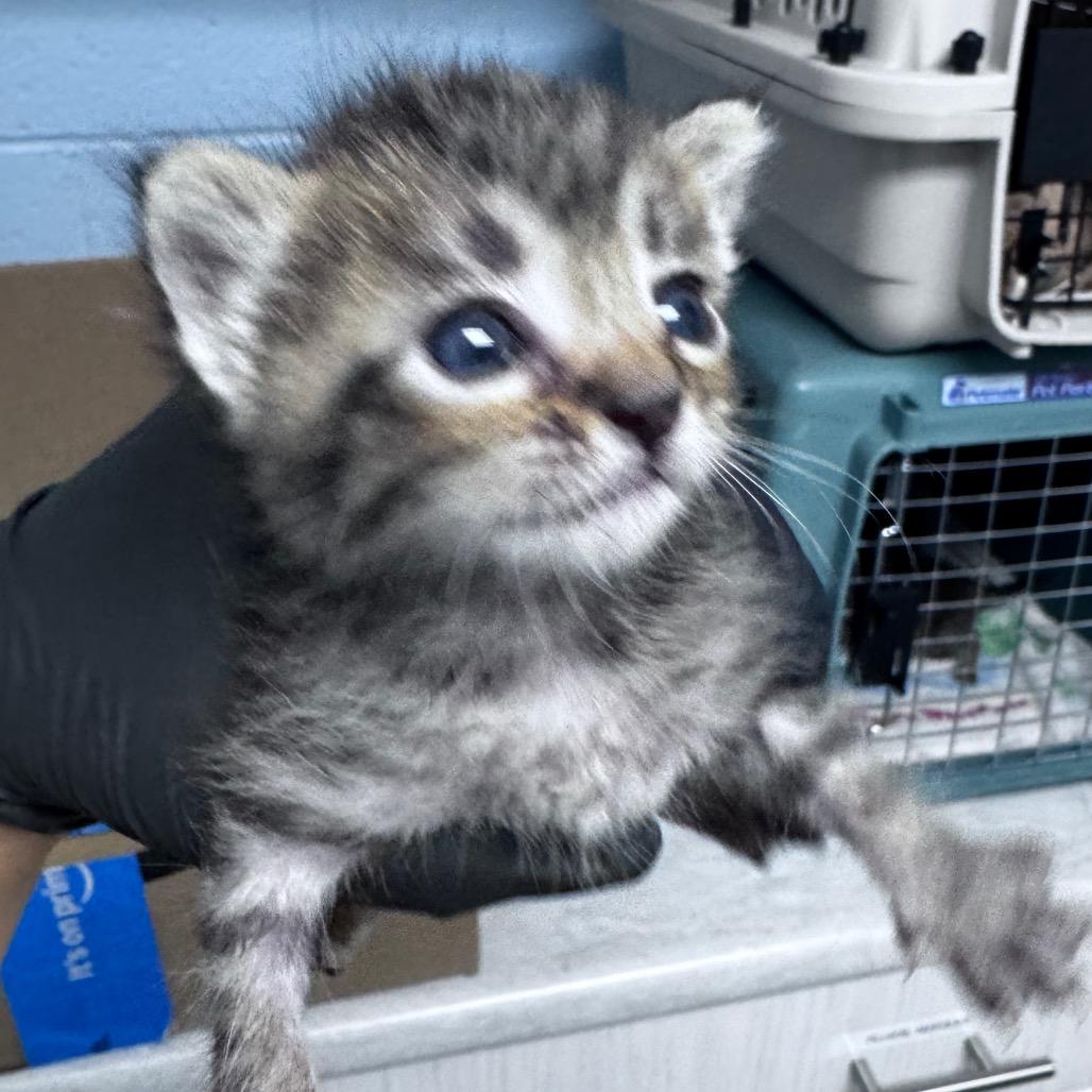 Ratatouille, Adoptable, Kitten Female Domestic Short Hair.