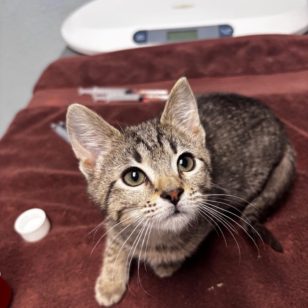 Enlarge Ratatouille, a Adoptable Domestic Short Hair in Riverside, CA image 2/2