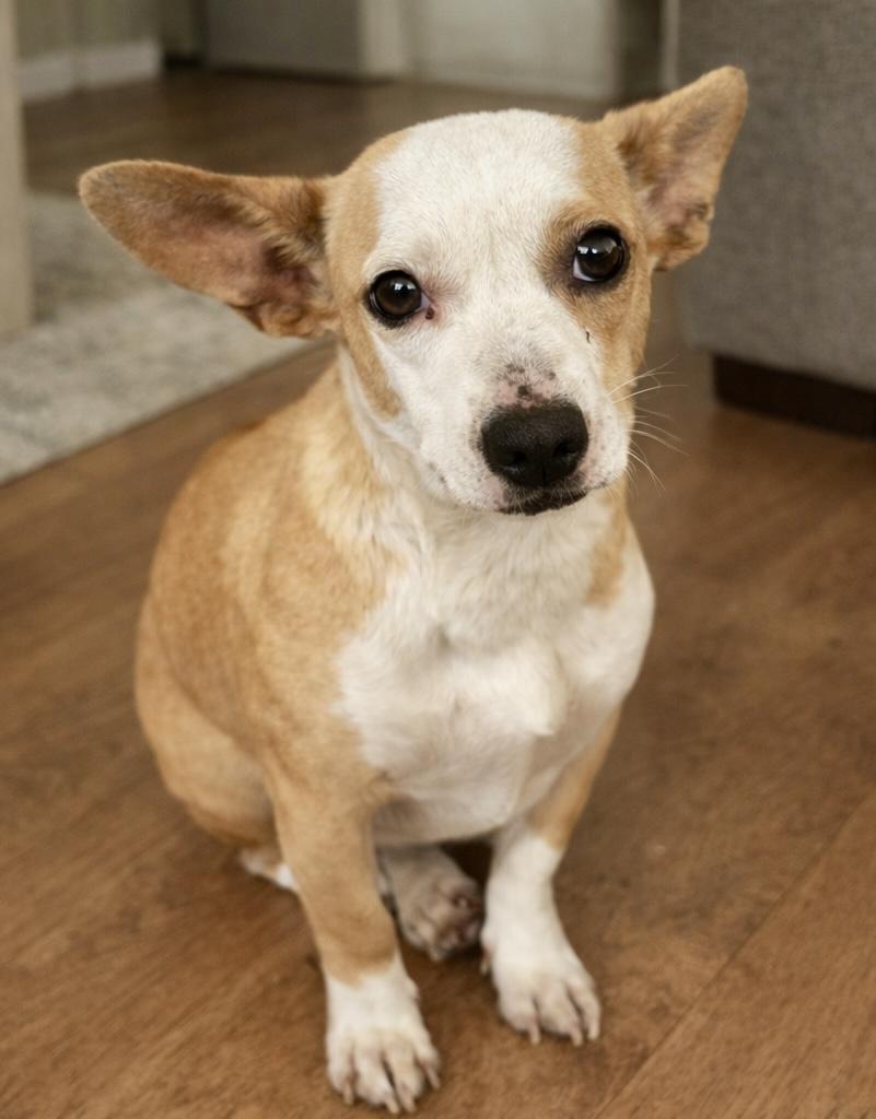Marla, ADOPTABLE, Young Female Chiweenie.