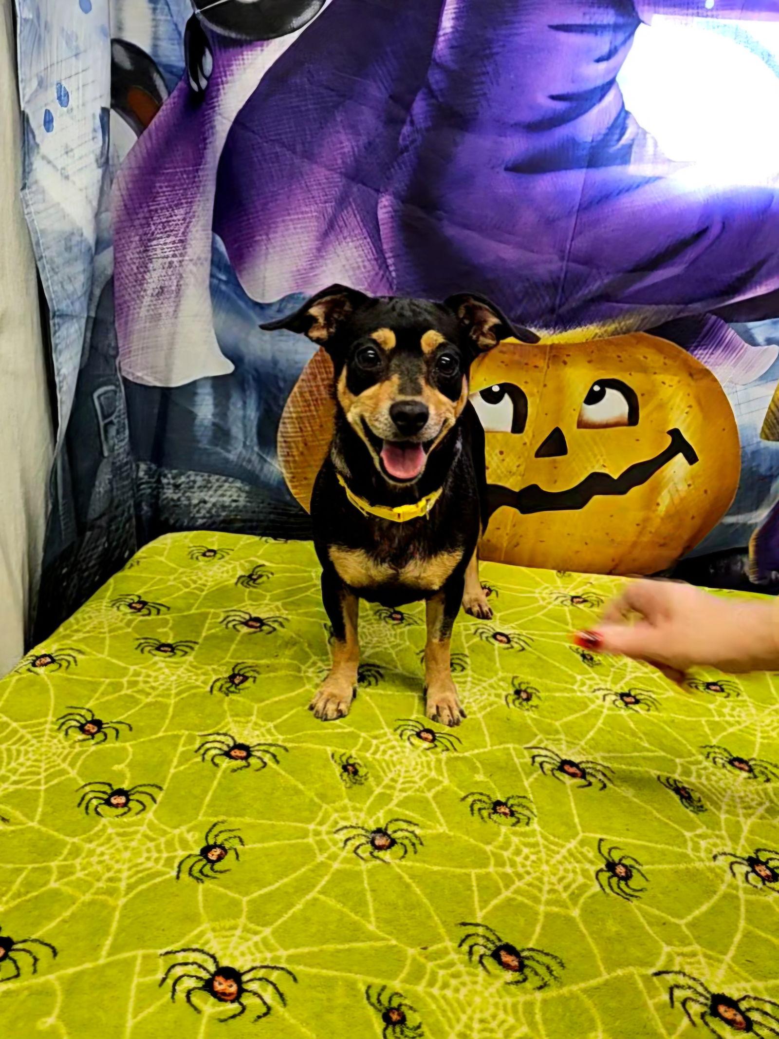 Mills, Adoptable, Adult Female Chihuahua.