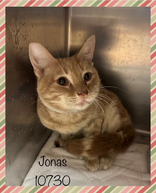 JONAS