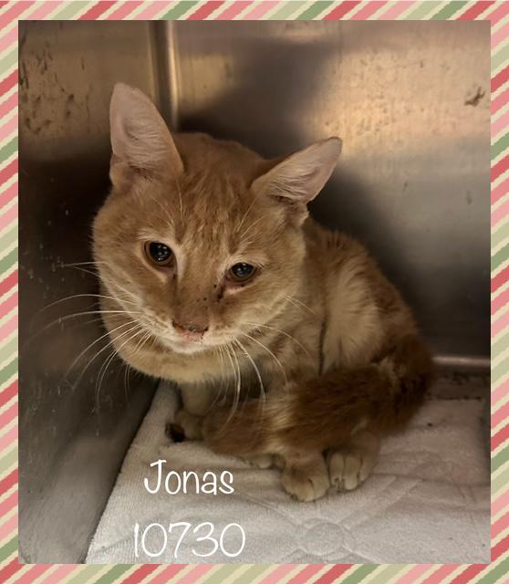 JONAS