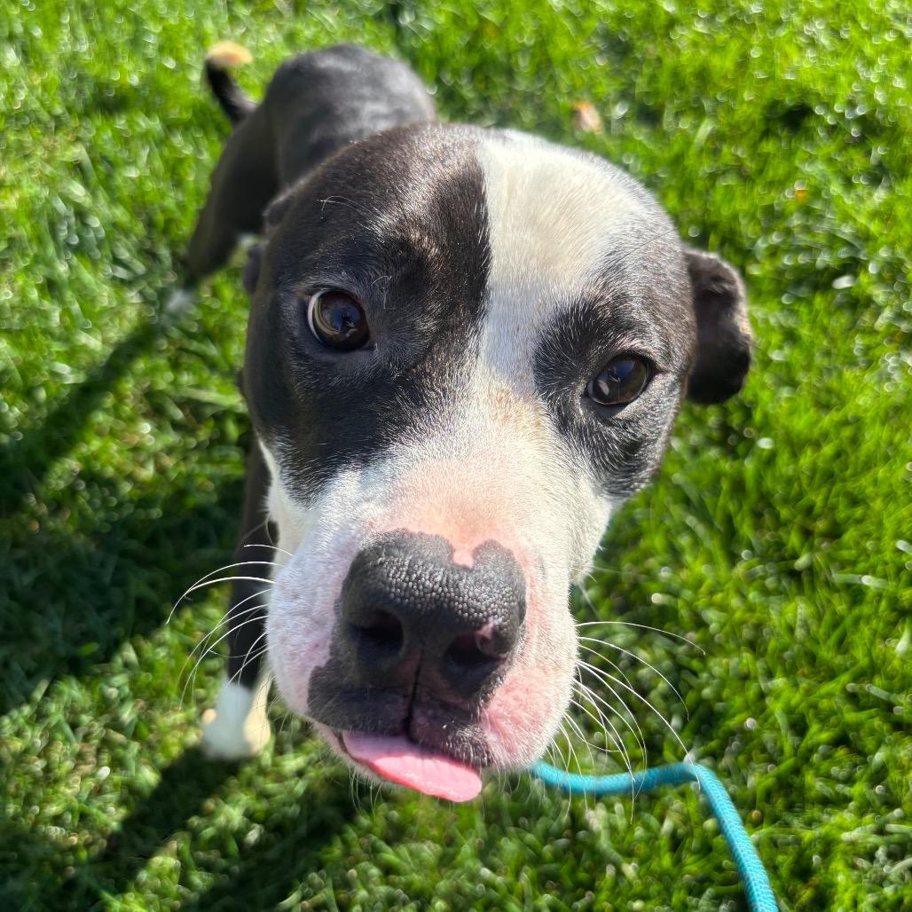 Enlarge Jackie, a Adoptable Pit Bull Terrier in Grand Rapids, MI image 1/3