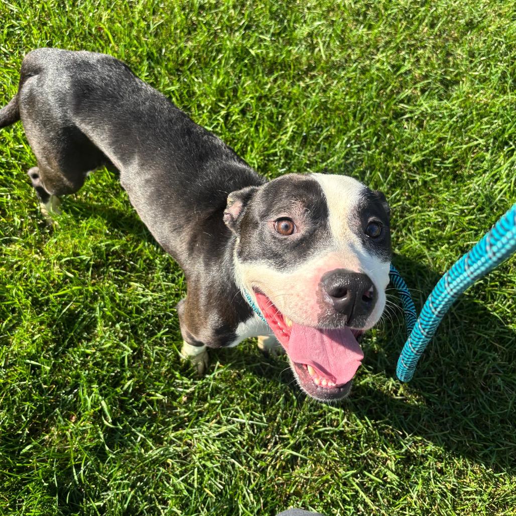 Enlarge Jackie, a Adoptable Pit Bull Terrier in Grand Rapids, MI image 2/3