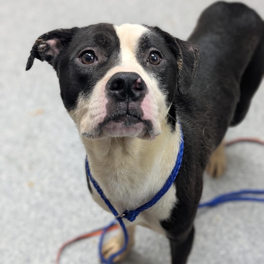 Enlarge Jackie, a Adoptable Pit Bull Terrier in Grand Rapids, MI image 3/3