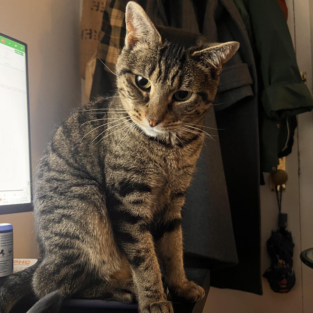 Maris, Adoptable, Adult Female Domestic Short Hair.