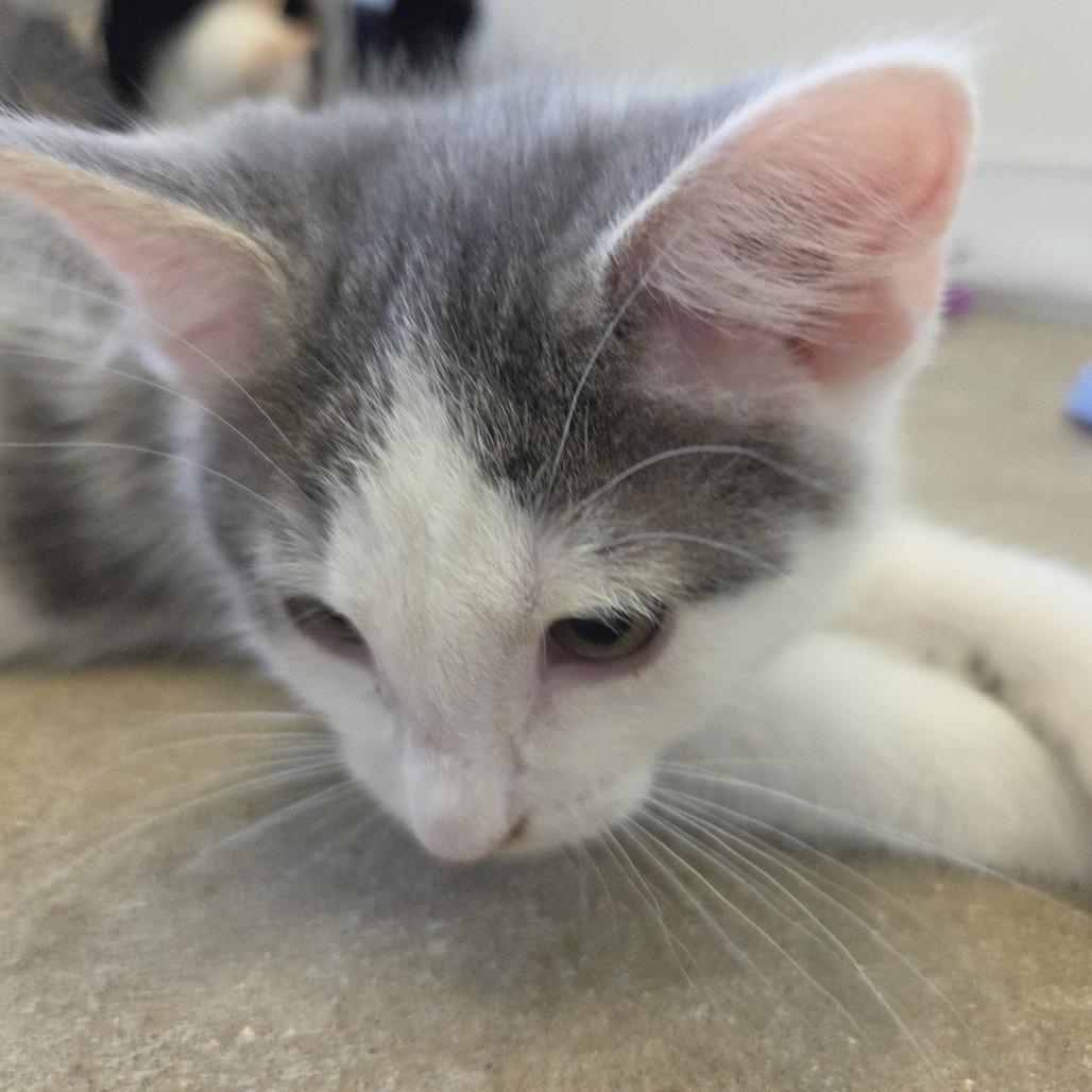 Snoopy, Adoptable, Kitten Male Domestic Medium Hair.