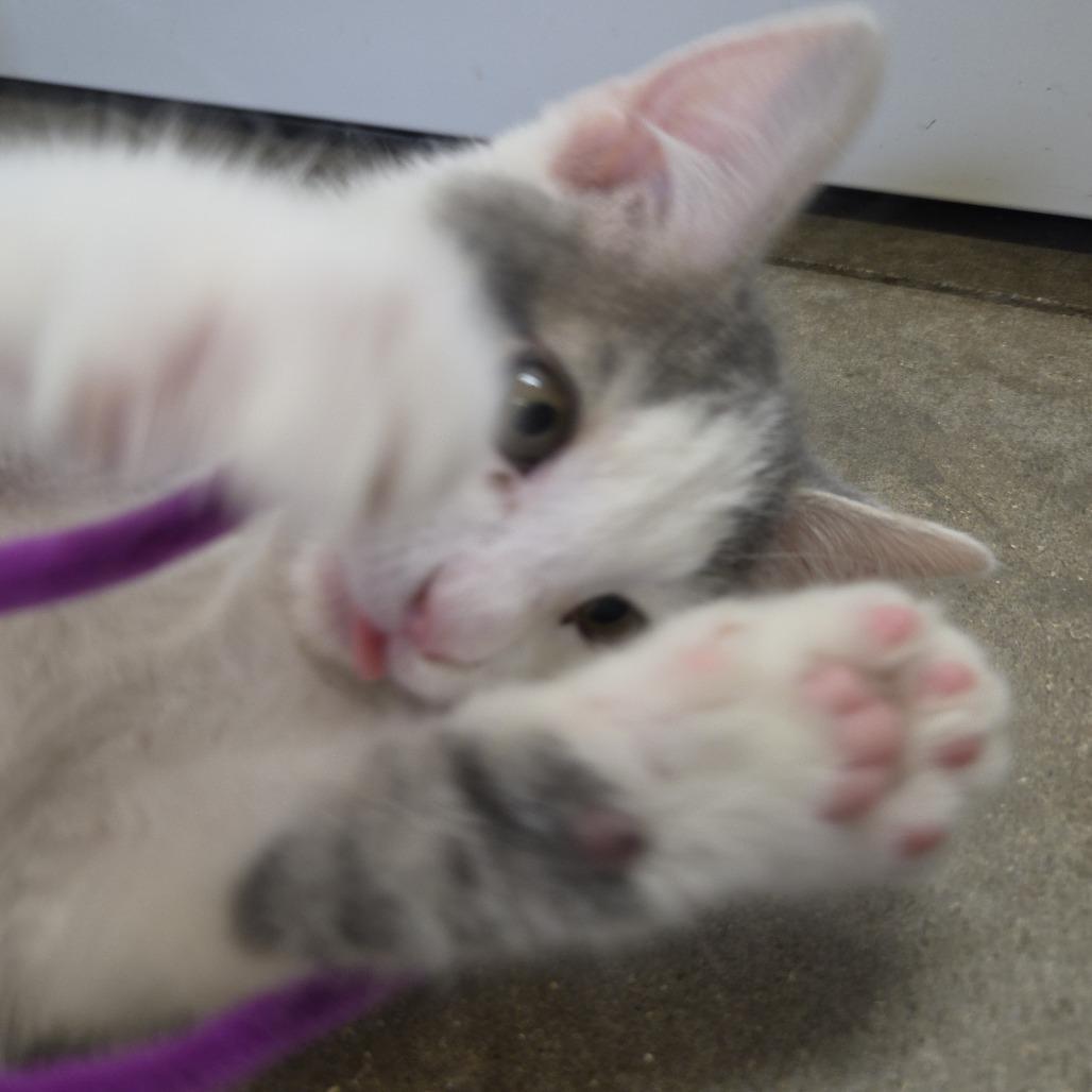Enlarge Snoopy, a Adoptable Domestic Medium Hair in Rock Falls, IL image 2/3