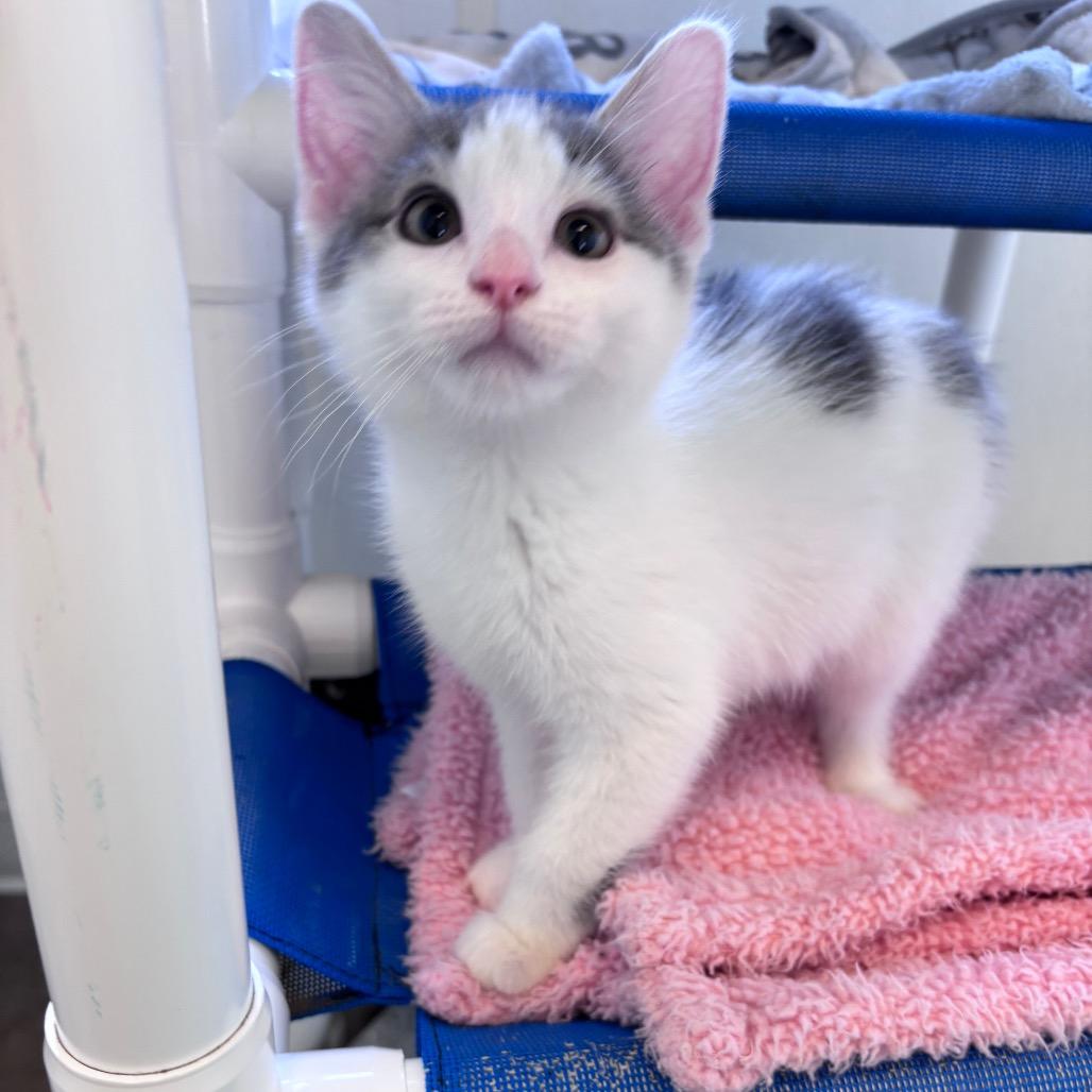Enlarge Snoopy, a Adoptable Domestic Medium Hair in Rock Falls, IL image 3/3