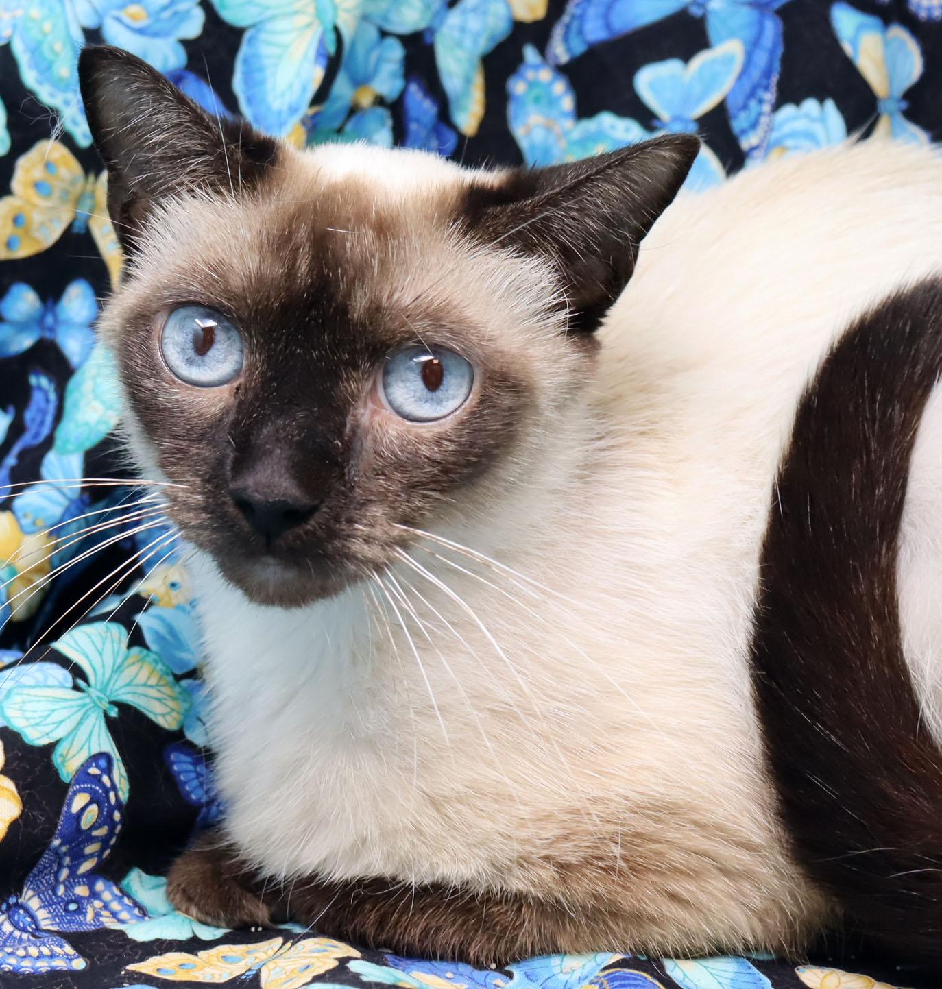 Little Feet, Adult Female Siamese