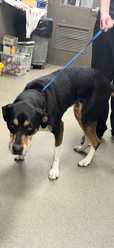 Enlarge Tanner, a Adoptable Hound in Hopkinsville, KY image 1/3