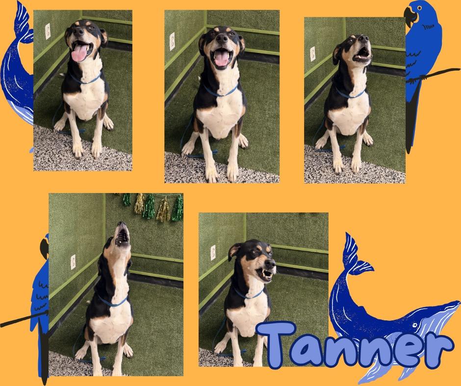 Enlarge Tanner, a Adoptable Hound in Hopkinsville, KY image 2/3
