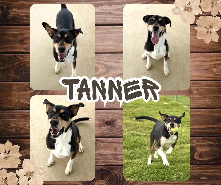 Enlarge Tanner, a Adoptable Hound in Hopkinsville, KY image 3/3