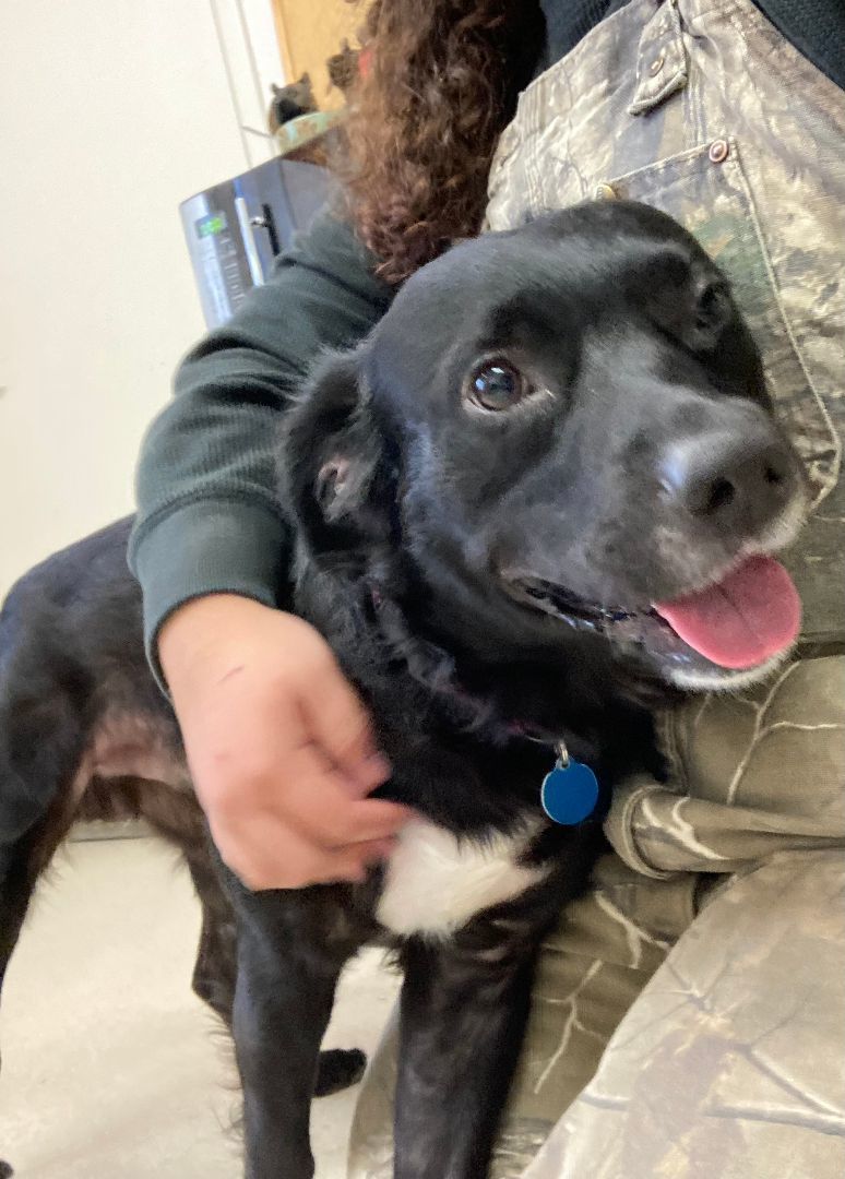 Buddy, a Adopted mixed breed in Shelton, WA image 1/6