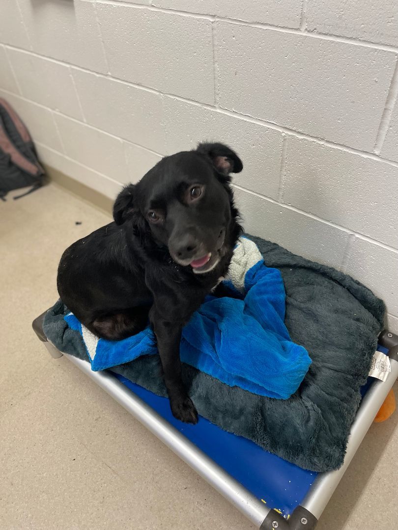 Buddy, a Adopted mixed breed in Shelton, WA image 2/6