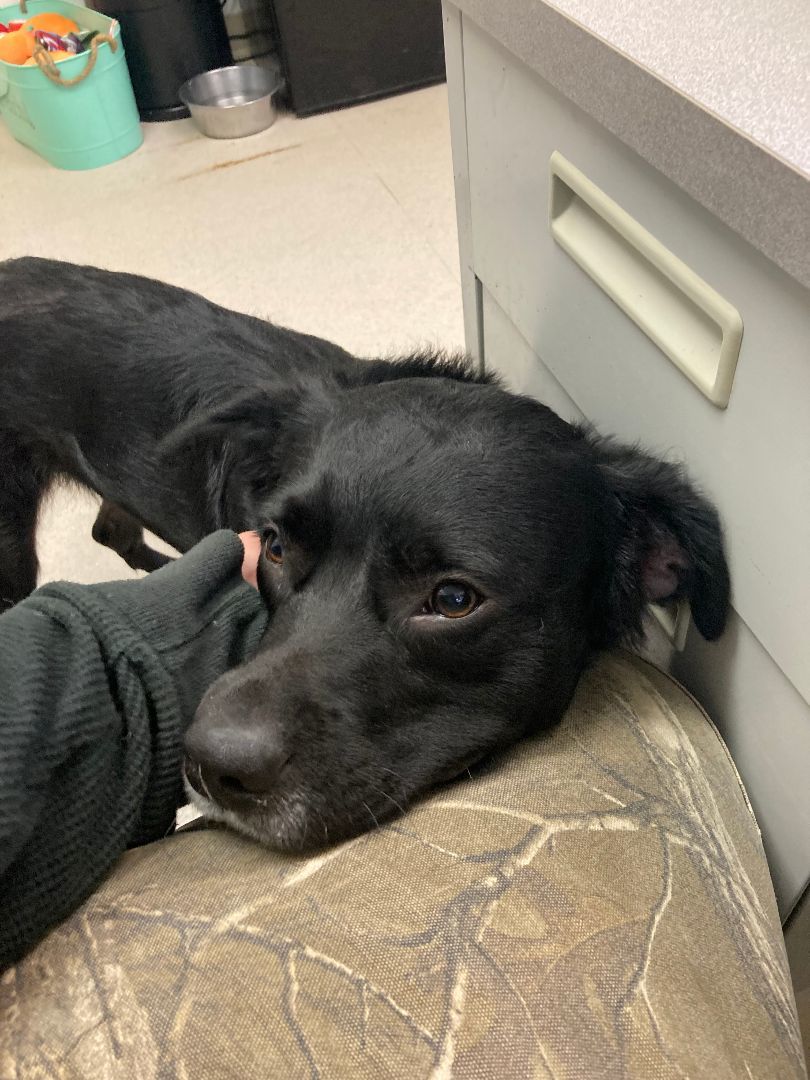 Buddy, a Adopted mixed breed in Shelton, WA image 3/6