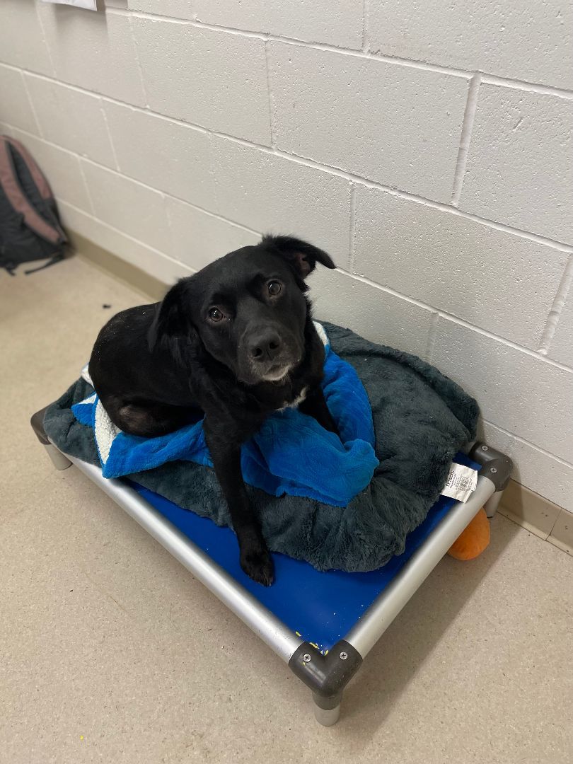 Buddy, a Adopted mixed breed in Shelton, WA image 4/6