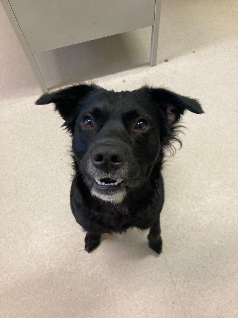 Buddy, a Adopted mixed breed in Shelton, WA image 5/6