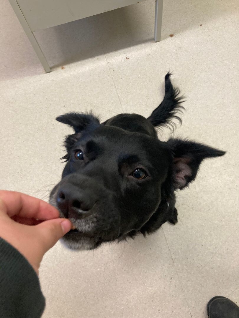 Buddy, a Adopted mixed breed in Shelton, WA image 6/6