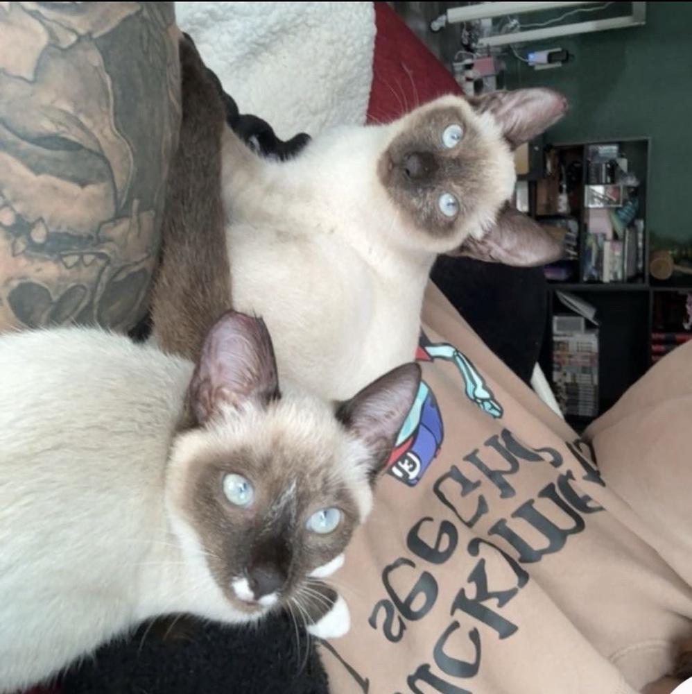 Enlarge Sheva, a Adoptable mixed breed in Panama City Beach, FL image 1/2