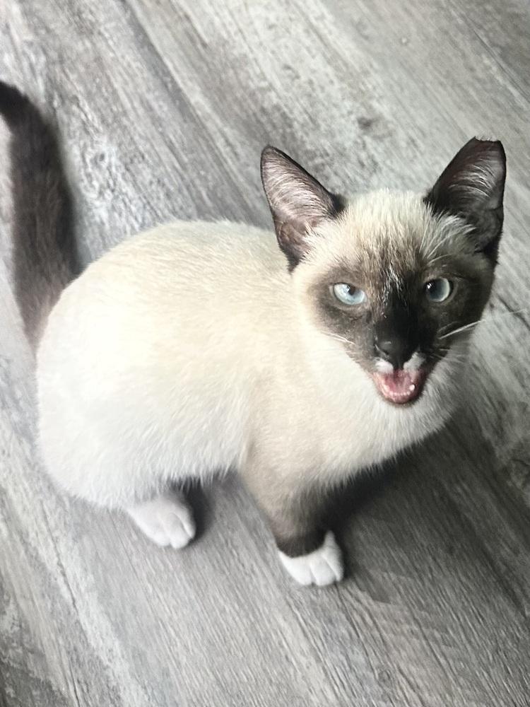 Enlarge Sheva, a Adoptable mixed breed in Panama City Beach, FL image 2/2