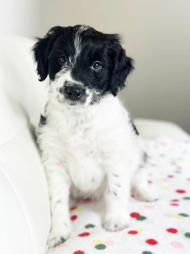 Cake Litter Funfetti