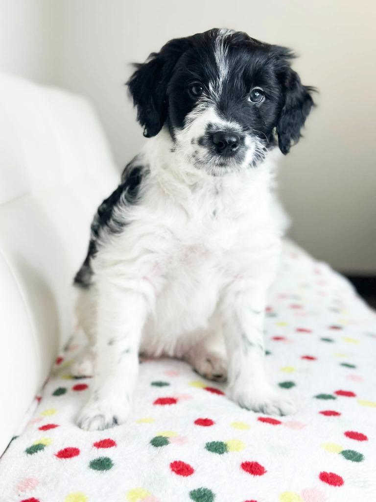 Cake Litter Funfetti thumbnail 3