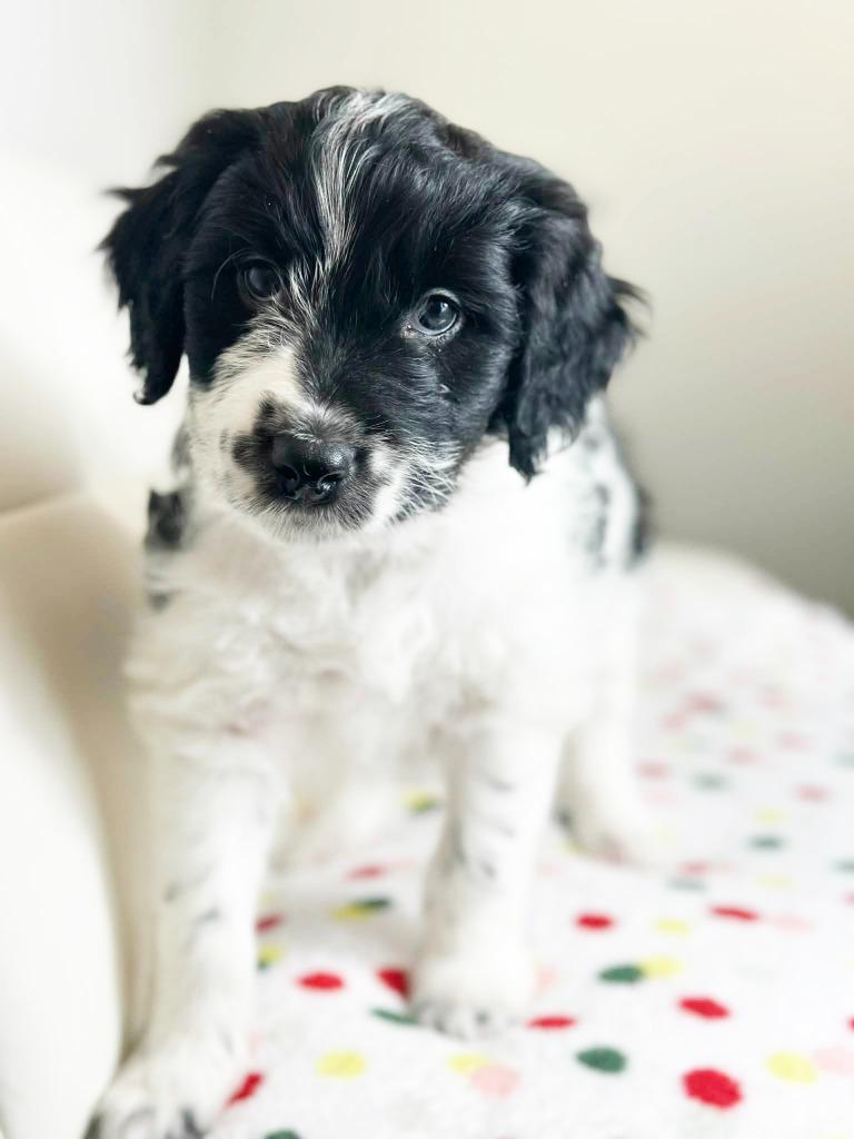 Cake Litter Funfetti thumbnail 4