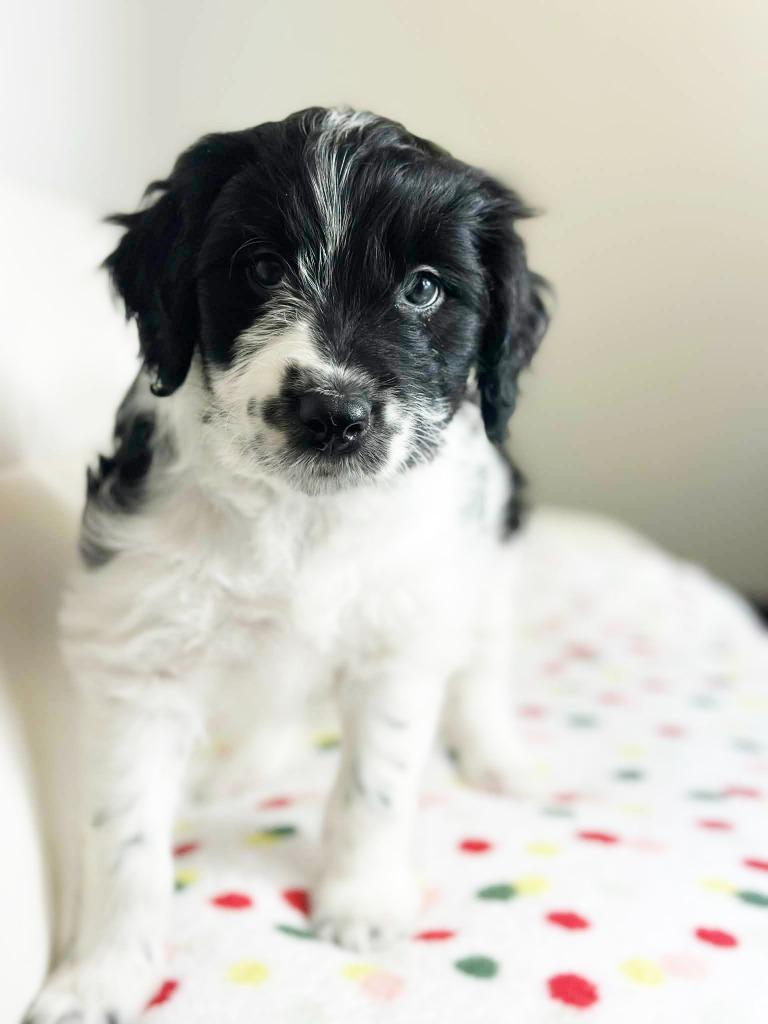 Cake Litter Funfetti thumbnail 5