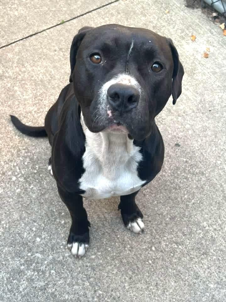 Enlarge Lamont, a Adoptable Pit Bull Terrier in Chicago, IL image 3/5