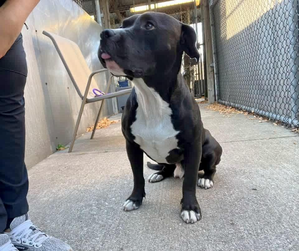 Enlarge Lamont, a Adoptable Pit Bull Terrier in Chicago, IL image 4/5