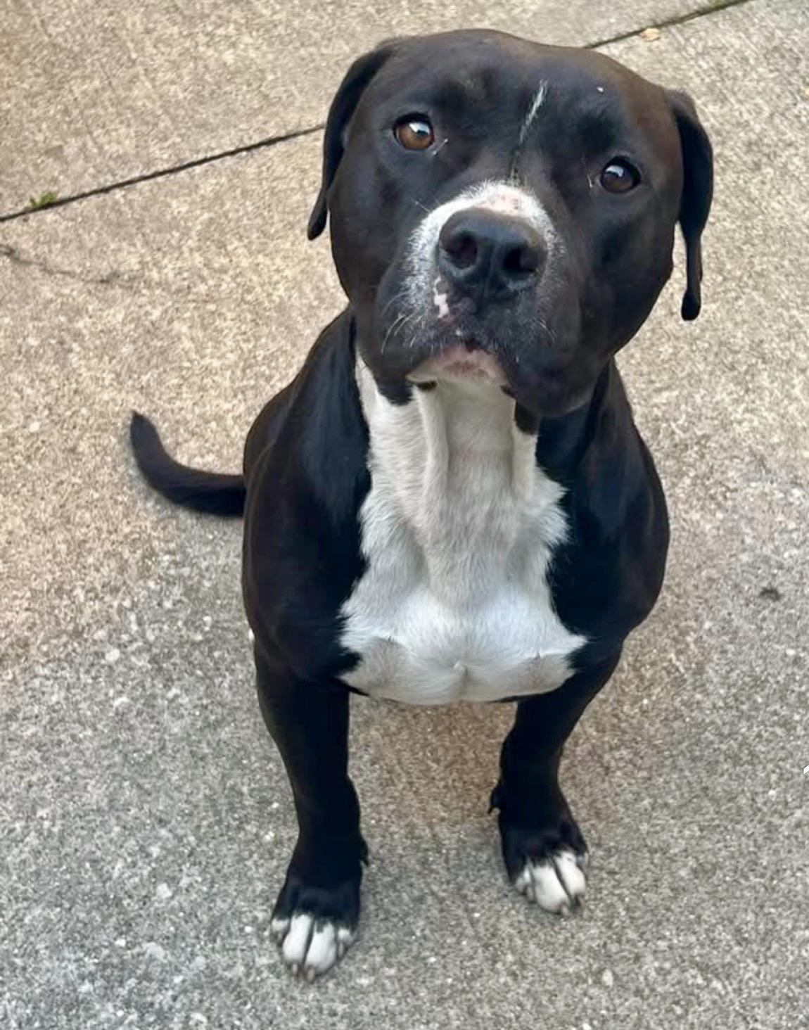 Enlarge Lamont, a Adoptable Pit Bull Terrier in Chicago, IL image 1/5