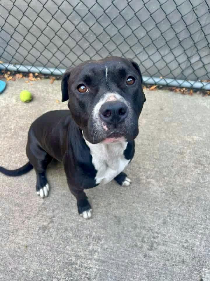 Enlarge Lamont, a Adoptable Pit Bull Terrier in Chicago, IL image 2/5
