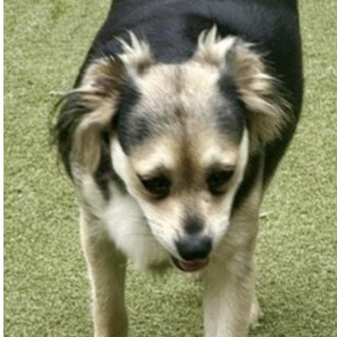 HARROW, a Adoptable mixed breed in bothell, WA image 6/6