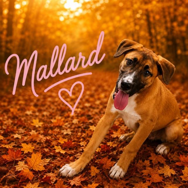 Enlarge MALLARD, a Adoptable mixed breed in Wylie, TX image 1/1