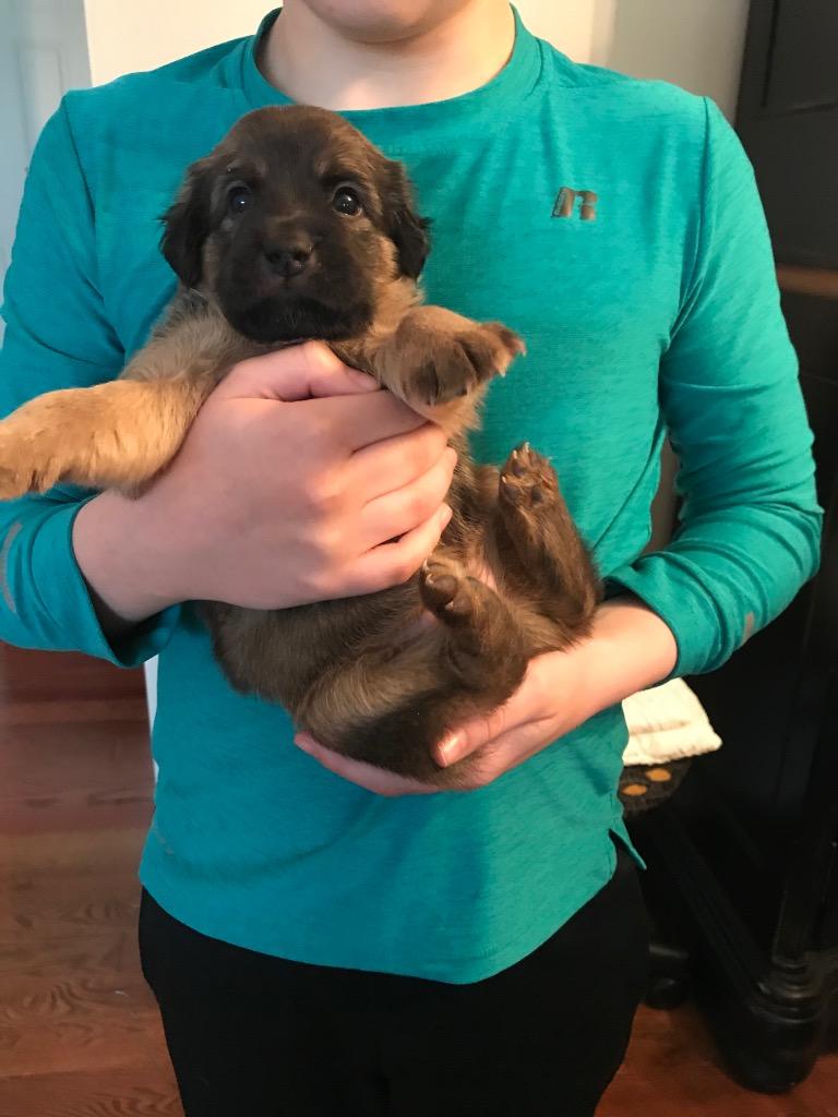 Elmer, Adopted, Adult Male Cocker Spaniel & Chihuahua.