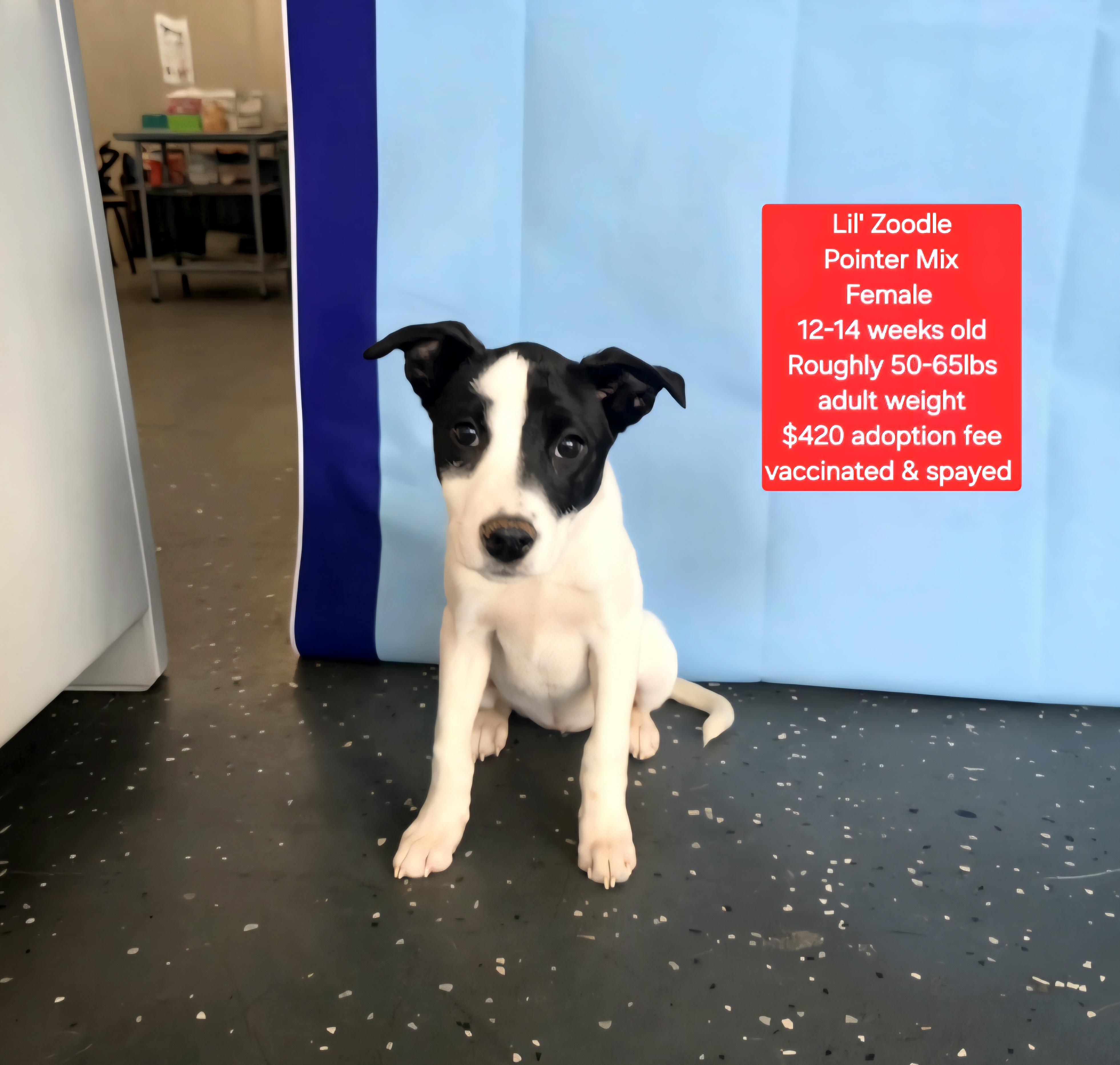 Enlarge Lil' Zoodle, a ADOPTABLE mixed breed in Oviedo, FL image 1/1