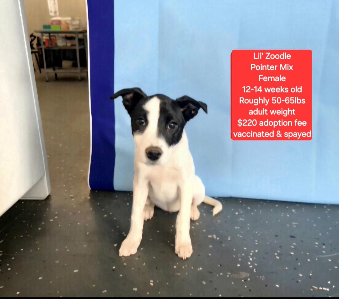 Lil' Zoodle, ADOPTABLE, Puppy Female Pointer.
