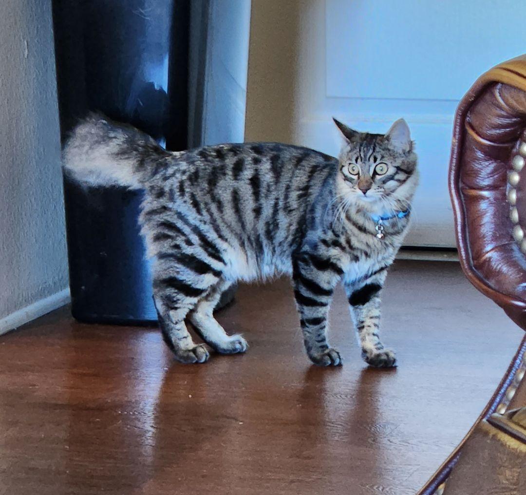 Enlarge Dalton, a Adoptable mixed breed in Monrovia, CA image 2/3