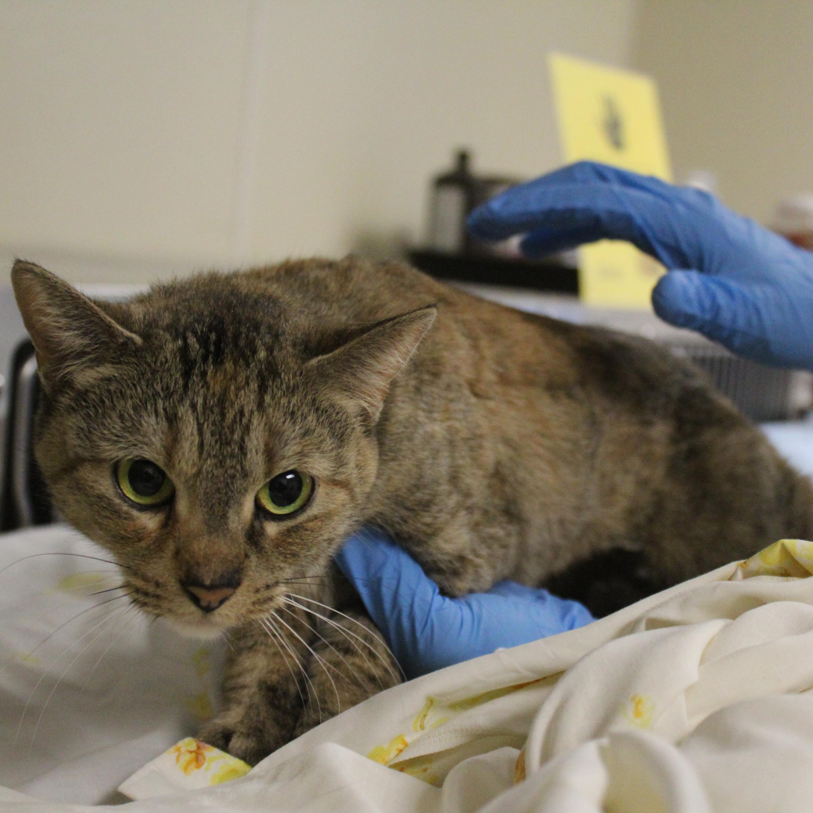 Enlarge Lavender, an adopted Domestic Short Hair in Yucca Valley, CA image 5/6