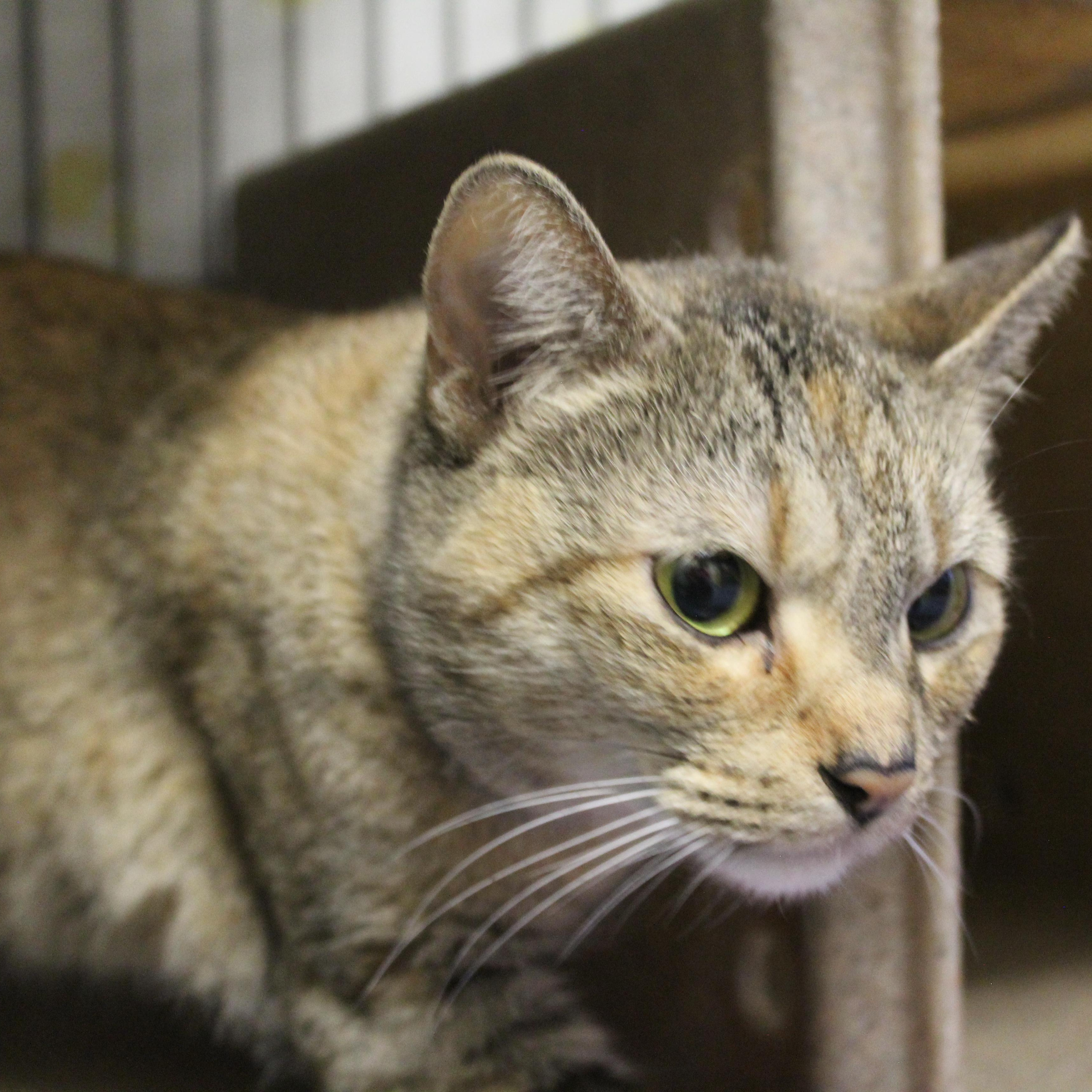 Lavender, adopted, Young Female Domestic Short Hair.