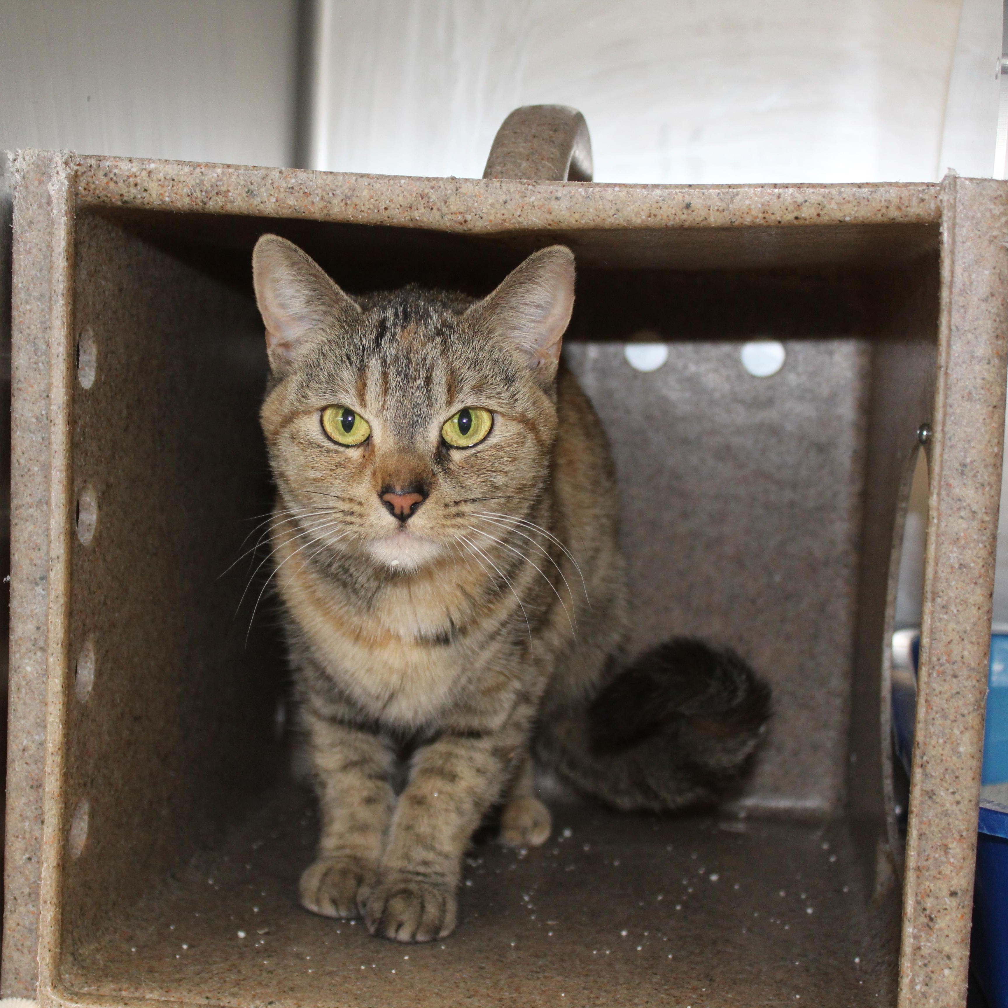 Enlarge Lavender, an adopted Domestic Short Hair in Yucca Valley, CA image 6/6