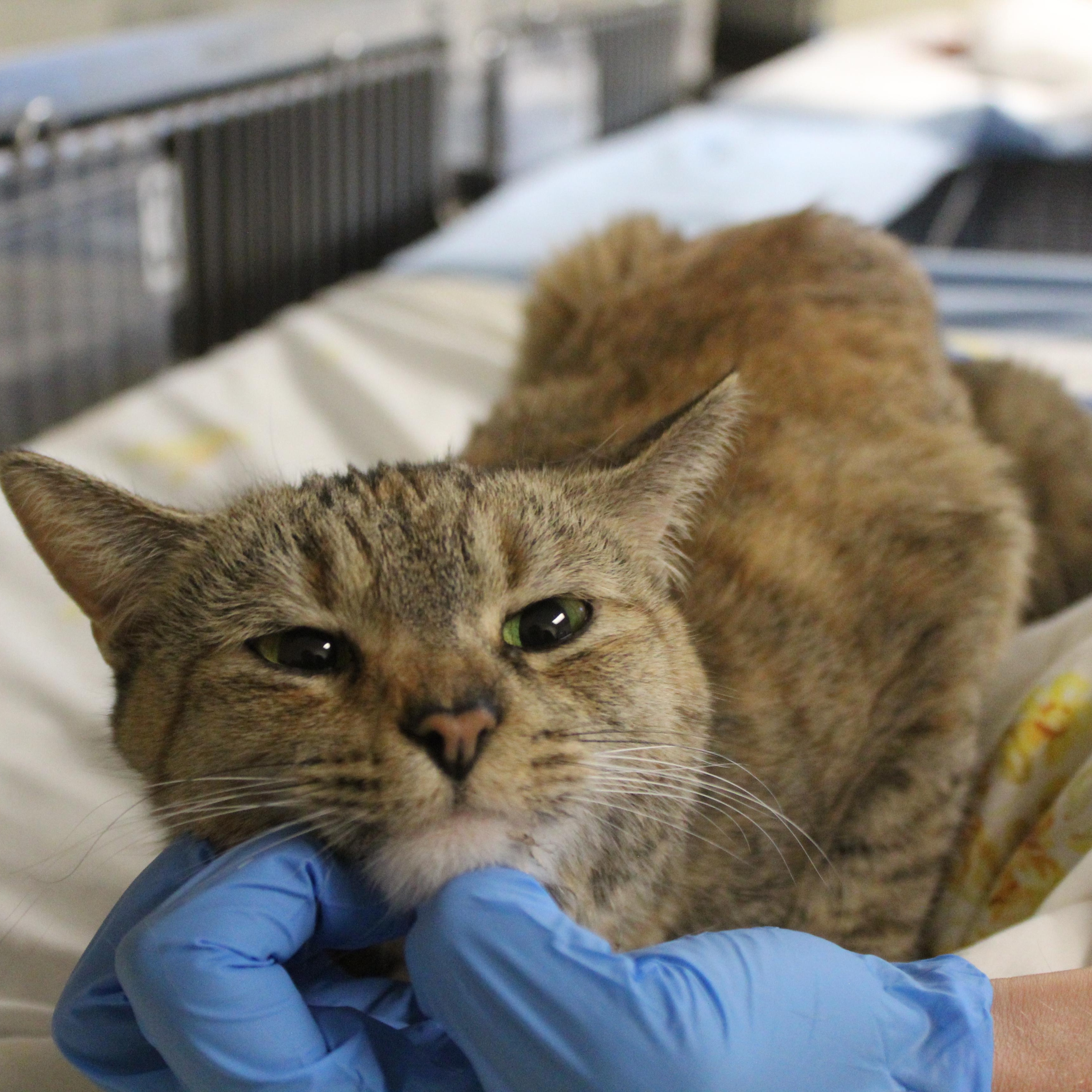 Enlarge Lavender, an adopted Domestic Short Hair in Yucca Valley, CA image 4/6