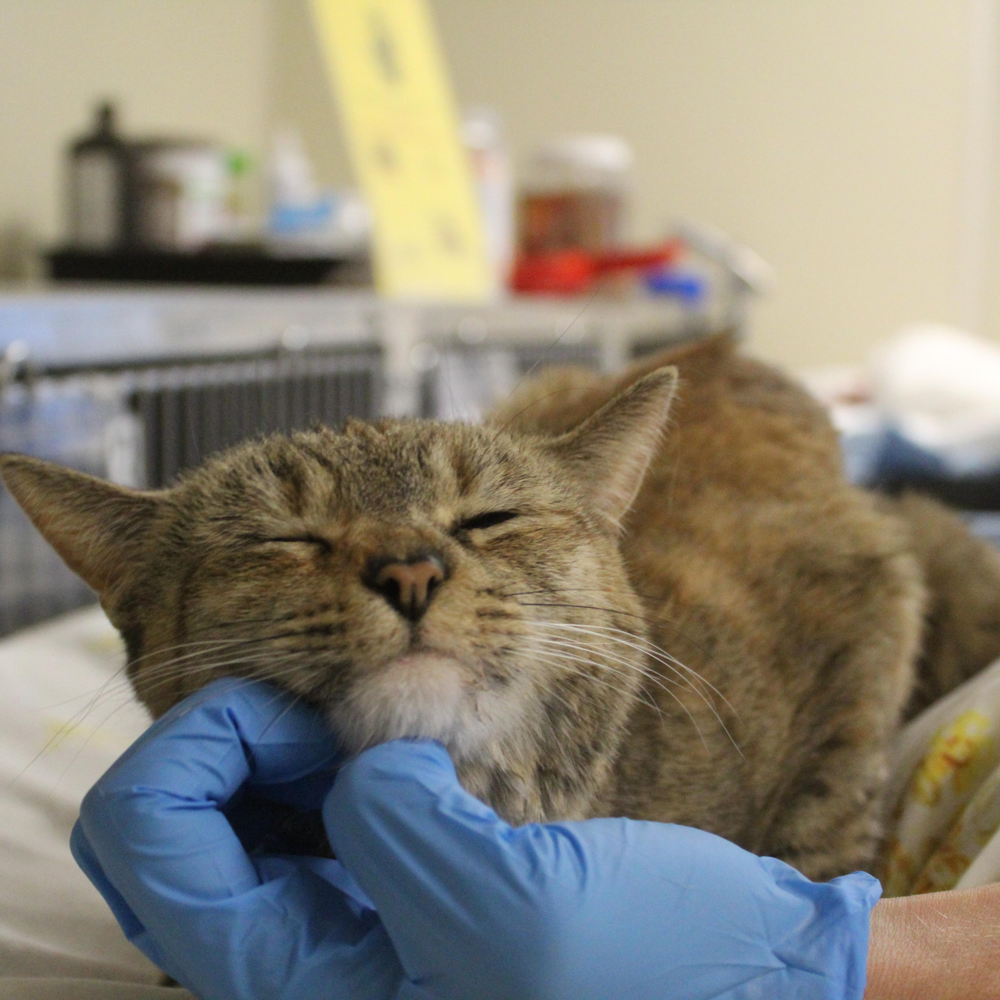 Enlarge Lavender, an adopted Domestic Short Hair in Yucca Valley, CA image 2/6