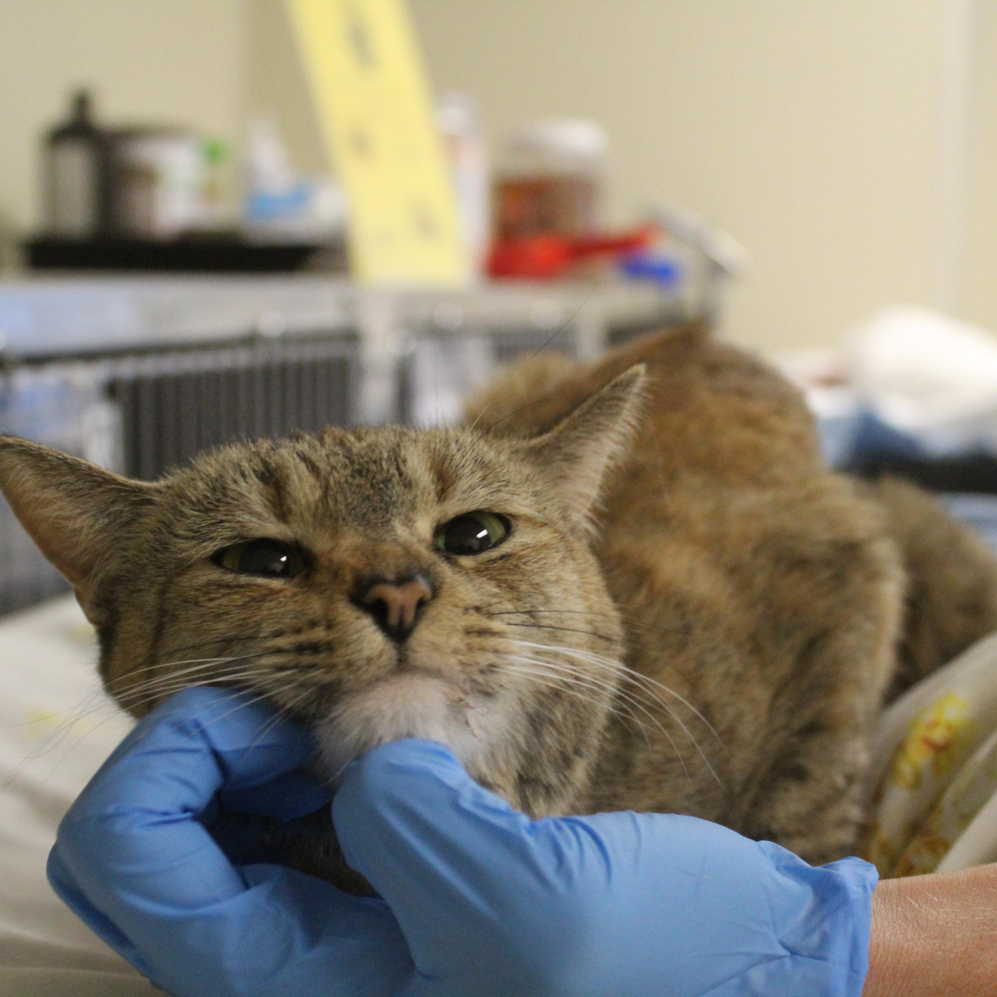 Enlarge Lavender, an adopted Domestic Short Hair in Yucca Valley, CA image 3/6