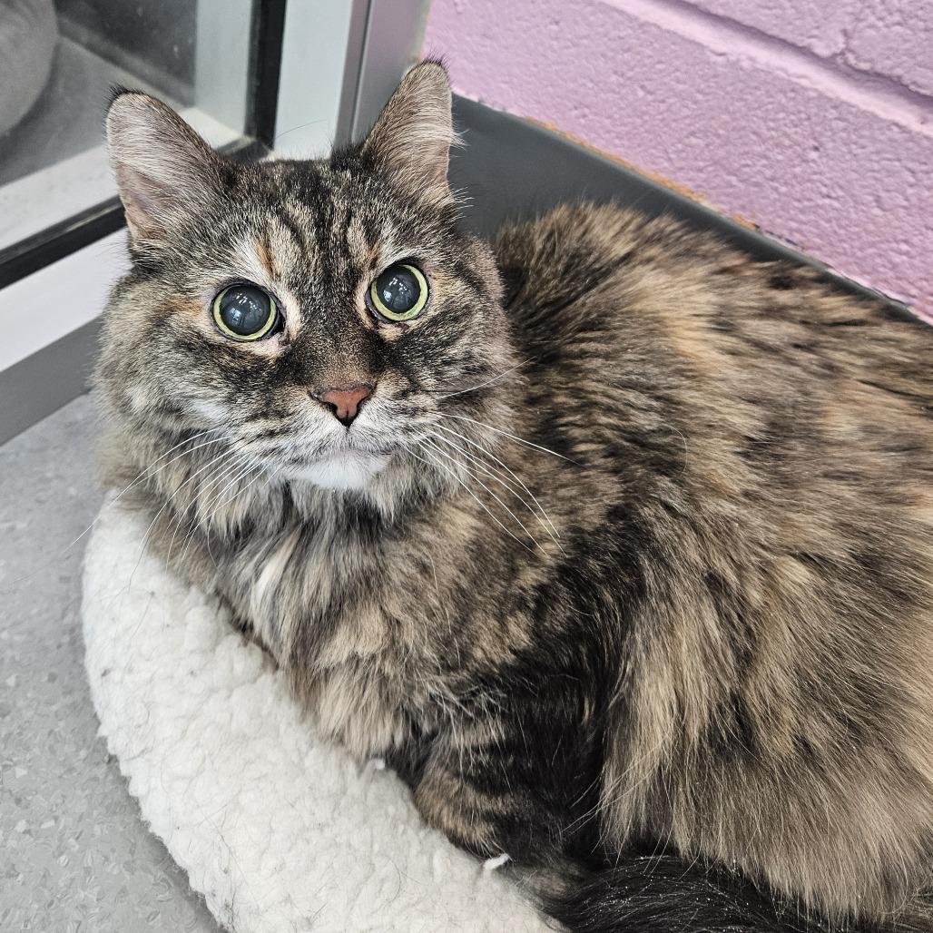 Morganna, Adoptable, Senior Female Domestic Long Hair.