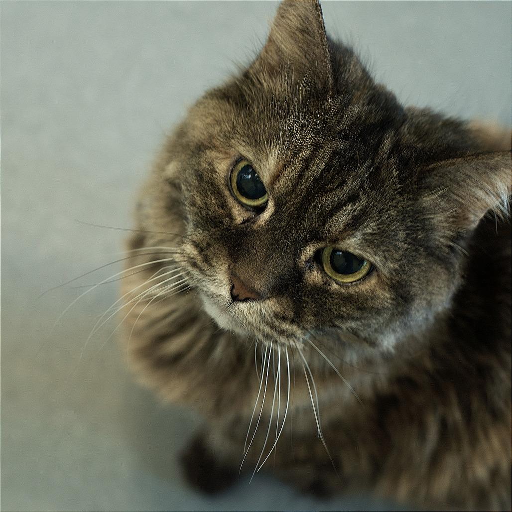 Enlarge Morganna, a Adoptable Domestic Long Hair in Lakewood, CO image 2/5