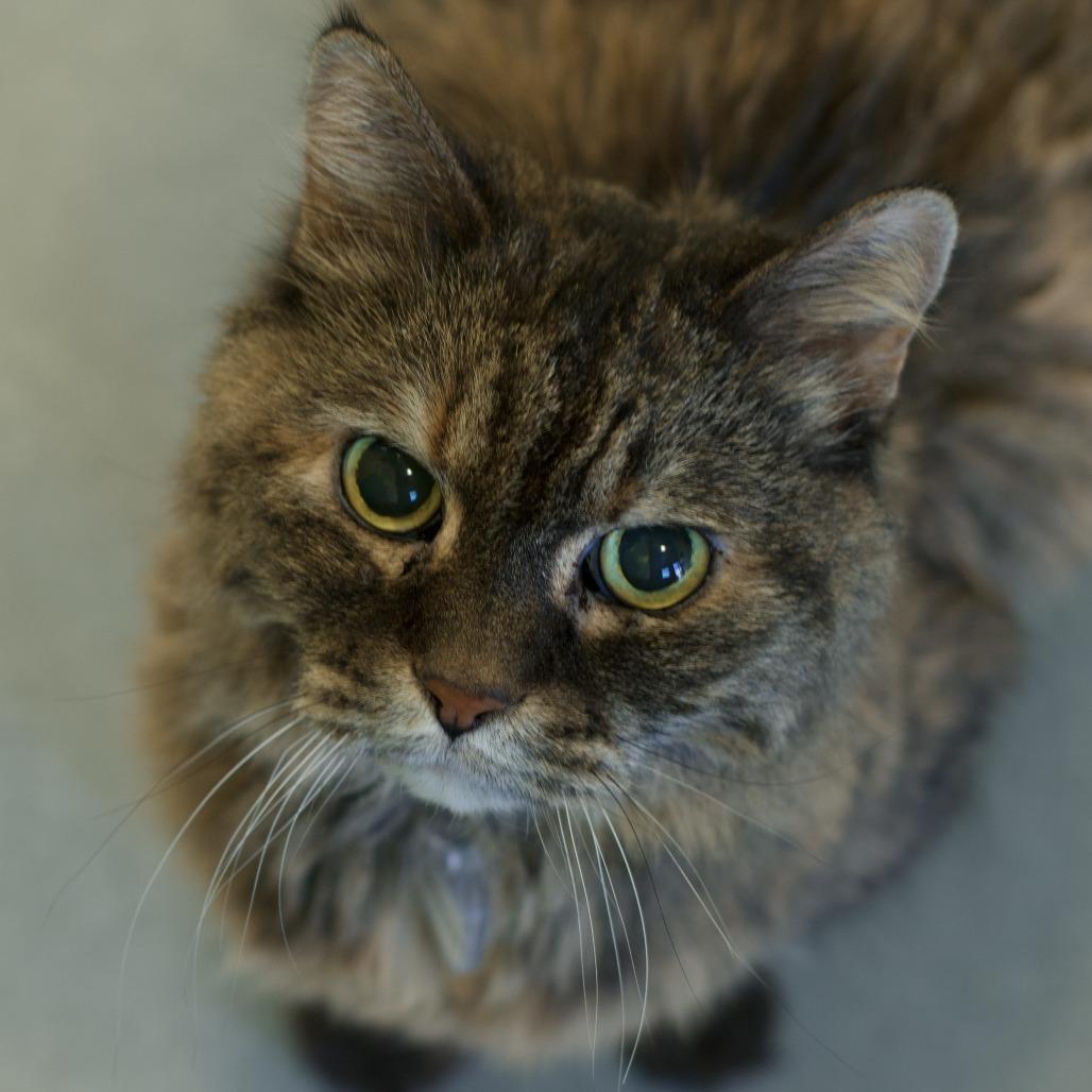 Enlarge Morganna, a Adoptable Domestic Long Hair in Lakewood, CO image 3/5