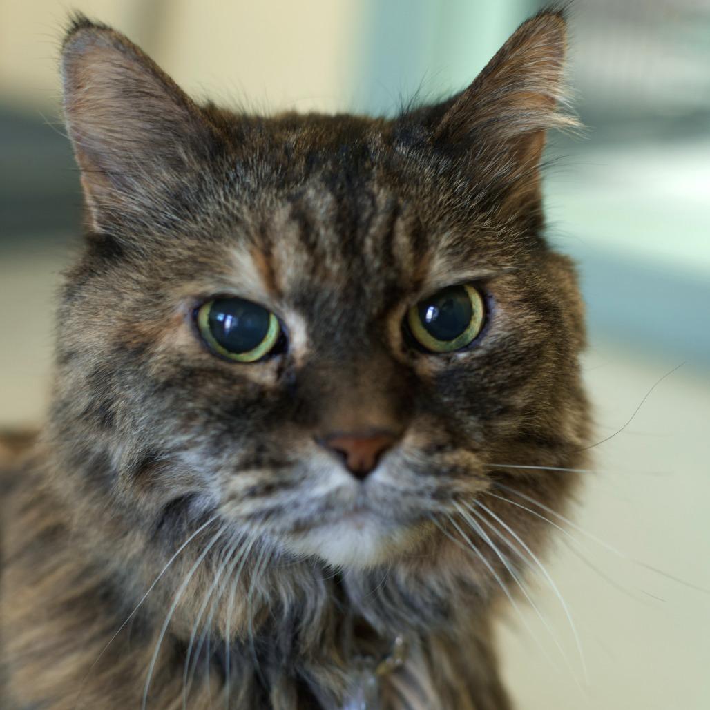 Enlarge Morganna, a Adoptable Domestic Long Hair in Lakewood, CO image 4/5