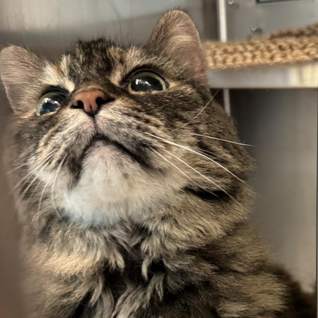 Enlarge Morganna, a Adoptable Domestic Long Hair in Lakewood, CO image 5/5